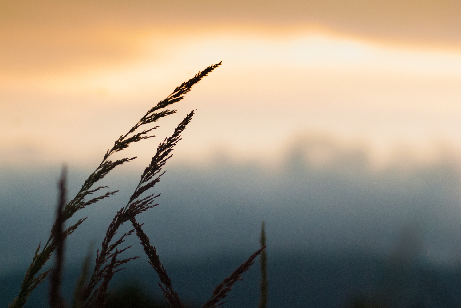 Grass,Flower,In,The,Morning,,Calm,Calm.